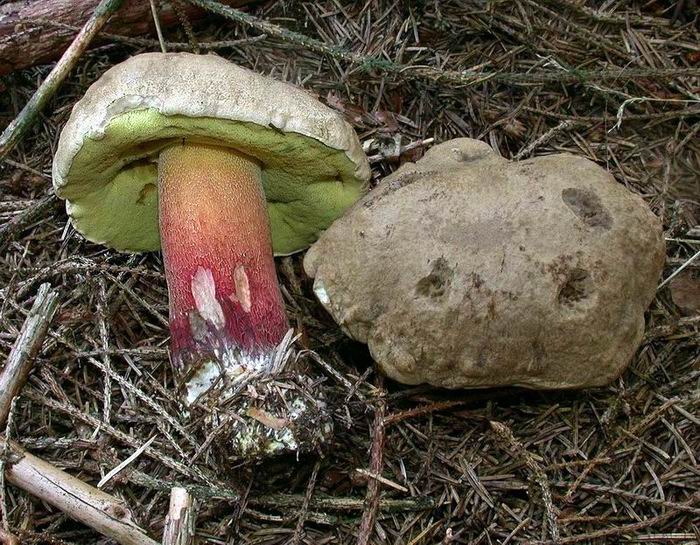 Boletus calopus